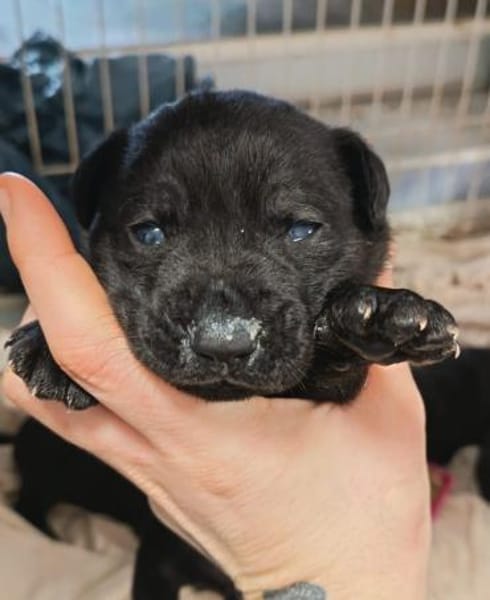 💔 Zum Tode verurteilt  weil sie Mama