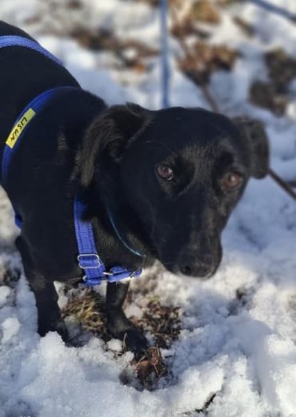 LISKA - zahrte Seele wartet in Augsburg