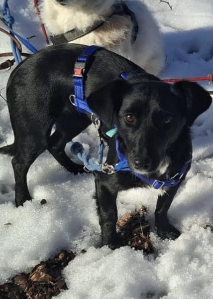 LISKA - zahrte Seele wartet in Augsburg