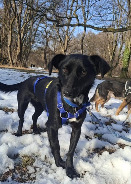 LISKA - zahrte Seele wartet in Augsburg