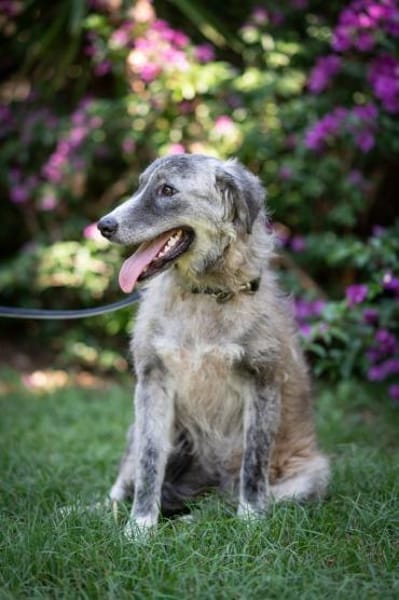 Ruby 💚💚💚 möchte gefallen