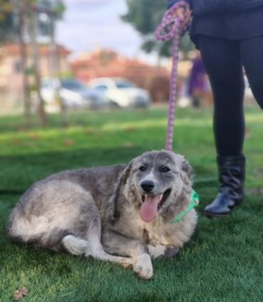 Ruby 💚💚💚 möchte gefallen