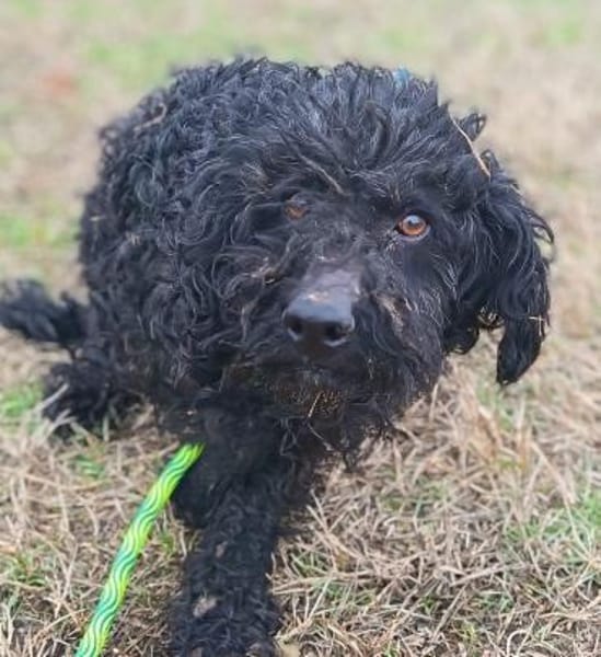 Ali möchte eine Chance