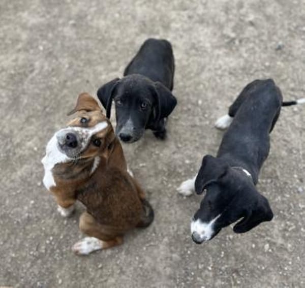 Stevie - Sanfter Junghund auf PS