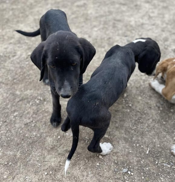 Stevie - Sanfter Junghund auf PS