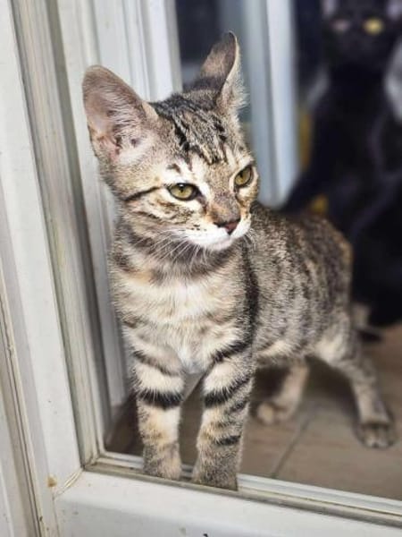 Unsere kleine Ameise Mrva