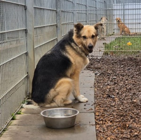 Alicia mit ganz viel Herz