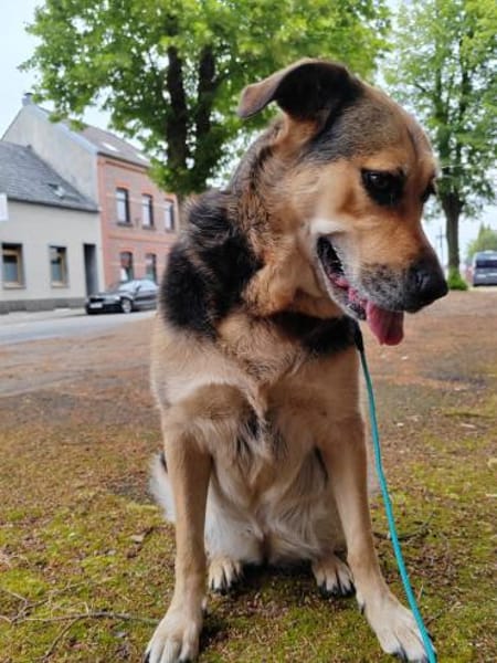 Eva - intelligent und spielfreudig