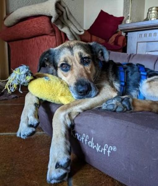 Eva - intelligent und spielfreudig