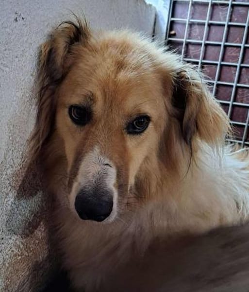 NOAH auf Pflegestelle in 65... Hünfelden