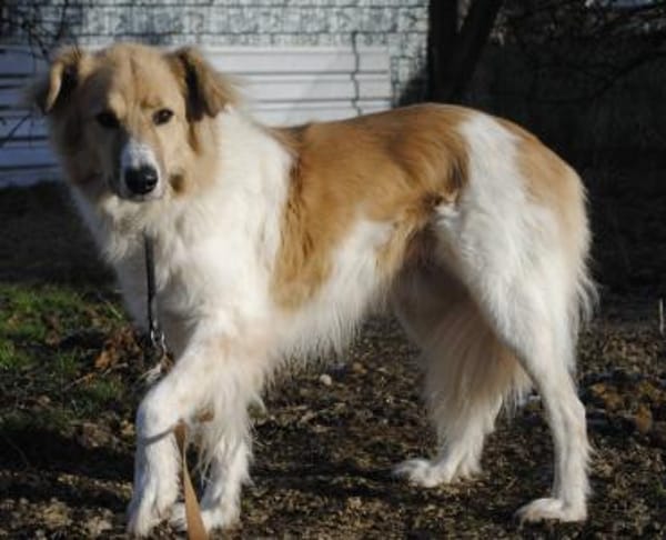 NOAH auf Pflegestelle in 65... Hünfelden