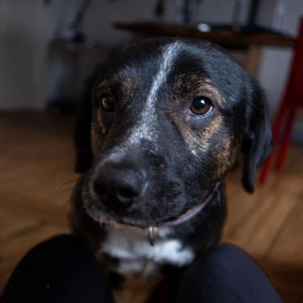 Elian - Freundlicher, toller Herzenshund