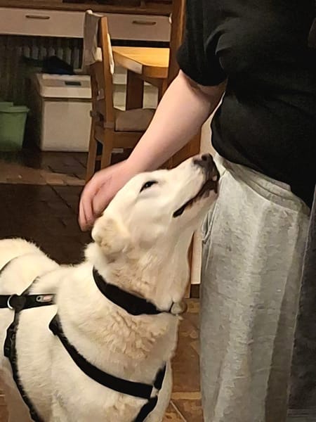 Mila, freundliche, sehr soziale Hündin