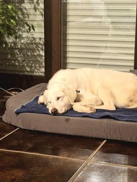 Mila, freundliche, sehr soziale Hündin