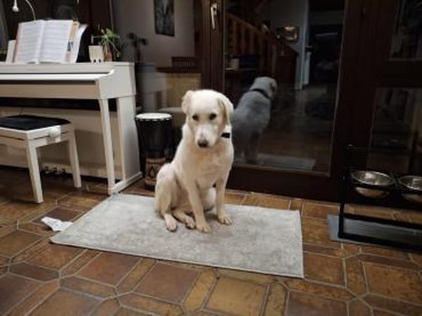 Mila, freundliche, sehr soziale Hündin