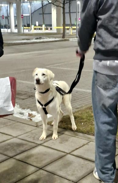 Mila, freundliche, sehr soziale Hündin