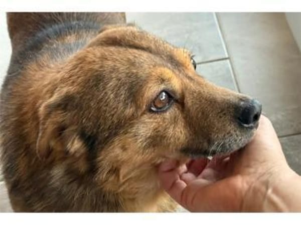 Angelino - wartet in 76857 Albersweiler