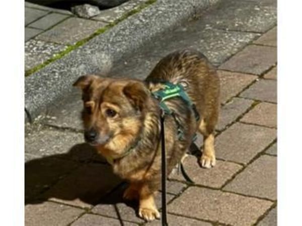 Angelino - wartet in 76857 Albersweiler