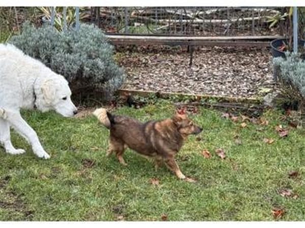 Angelino - wartet in 76857 Albersweiler