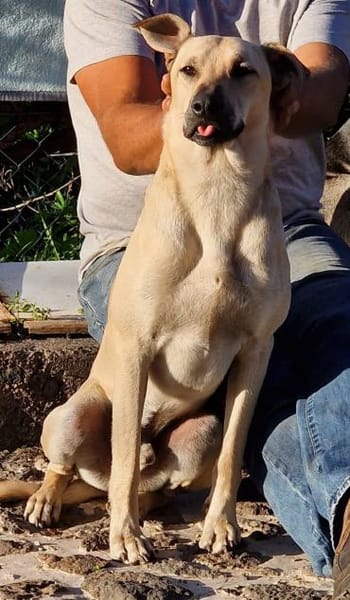 Abao ist ein fröhlicher