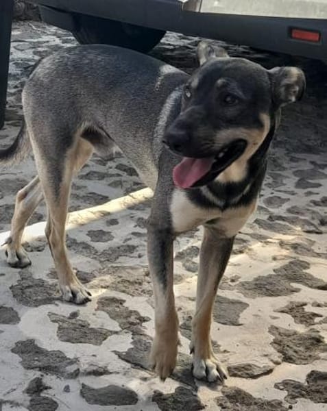 Bentor, ein freundlicher Rüde