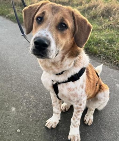 Ozzy - toller Junghund auf PS