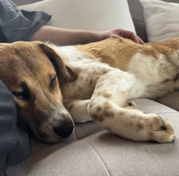 Ozzy - toller Junghund auf PS