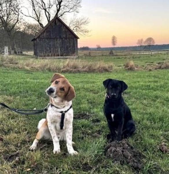 Ozzy - toller Junghund auf PS