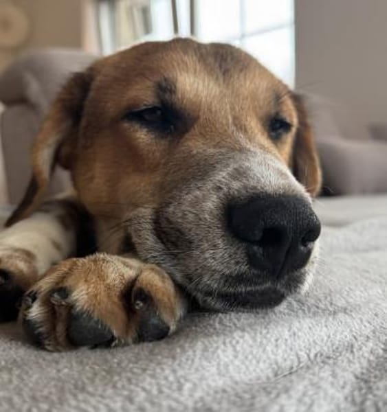 Ozzy - toller Junghund auf PS