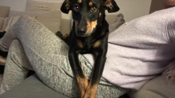 Verschmuste Gabbana sucht Geborgenheit