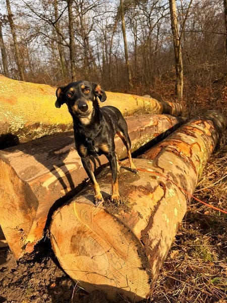 Verschmuste Gabbana sucht Geborgenheit