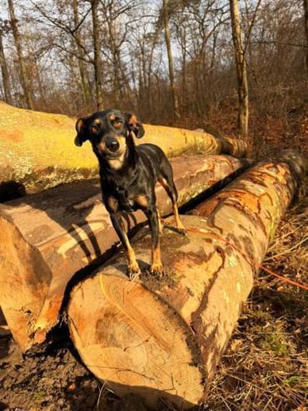 Verschmuste Gabbana sucht Geborgenheit