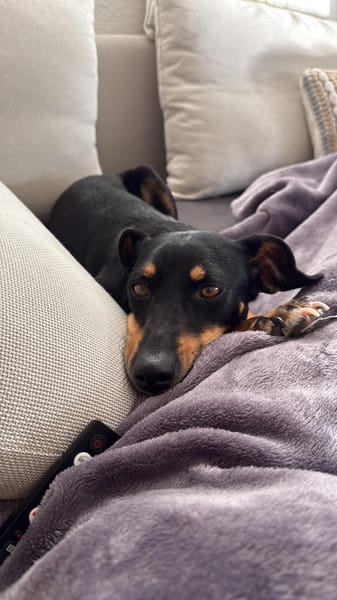 Verschmuste Gabbana sucht Geborgenheit