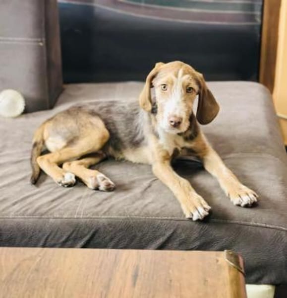 Rudolph ein sehr lieber Rüde