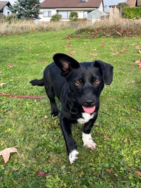 Fanny - nette Familienhündin