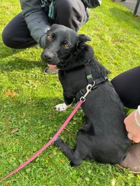 Fanny - nette Familienhündin