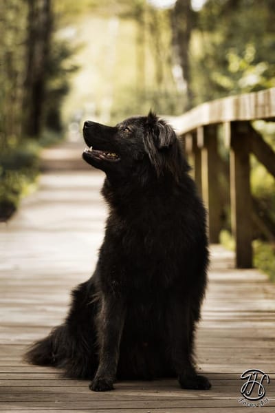 Neo sucht dringend eine Familie