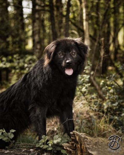 Neo sucht dringend eine Familie