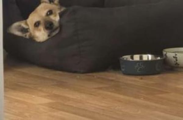 Sheila = Traum-Hundeseniorin