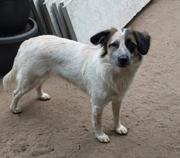 Wilma - Zuhause als Zweithund gesucht