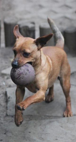 Cookie - Platz als Zweithund gesucht