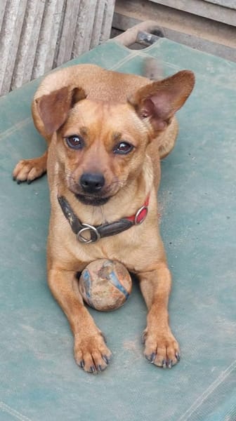 Cookie - Platz als Zweithund gesucht