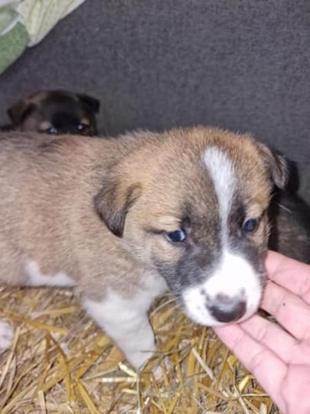 Tyler, auf der Suche nach seinem Glück