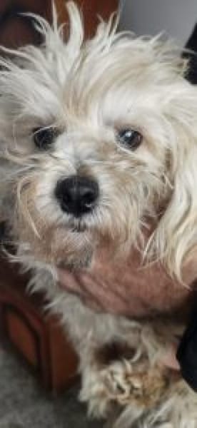 Emil 27 cm (Pflegestelle)