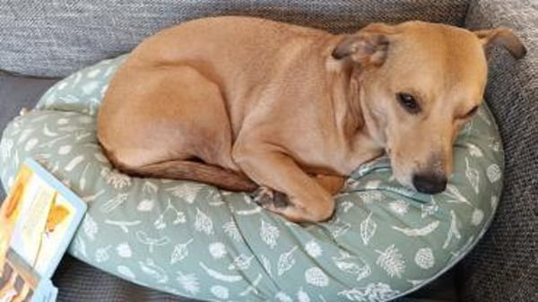 Ida sucht ein liebevolles Zuhause