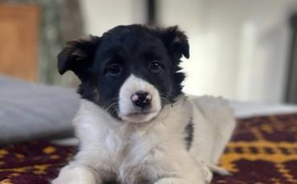 Nancy - bezauberndes Hundemädchen