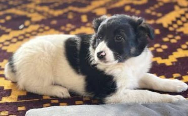 Nancy - bezauberndes Hundemädchen