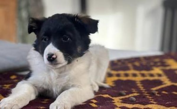 Nancy - bezauberndes Hundemädchen