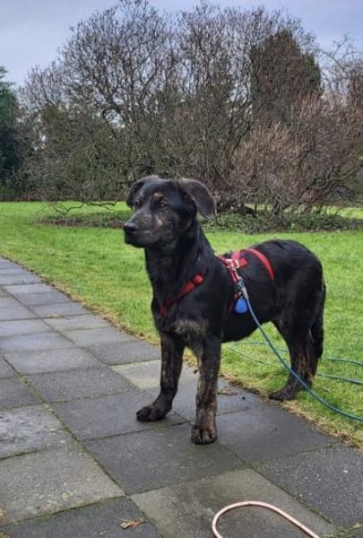 Puma sucht seine Familie 💙