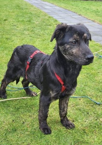 Puma sucht seine Familie 💙